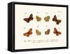 Butterflies, 1783-1806-null-Framed Stretched Canvas