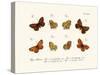 Butterflies, 1783-1806-null-Stretched Canvas