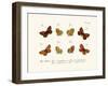 Butterflies, 1783-1806-null-Framed Giclee Print