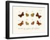 Butterflies, 1783-1806-null-Framed Giclee Print