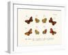 Butterflies, 1783-1806-null-Framed Giclee Print