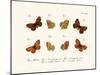 Butterflies, 1783-1806-null-Mounted Giclee Print