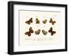 Butterflies, 1783-1806-null-Framed Giclee Print