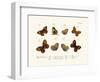 Butterflies, 1783-1806-null-Framed Giclee Print