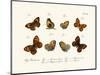 Butterflies, 1783-1806-null-Mounted Giclee Print