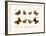 Butterflies, 1783-1806-null-Framed Giclee Print