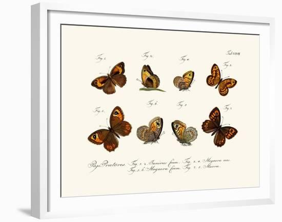 Butterflies, 1783-1806-null-Framed Giclee Print