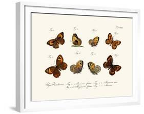 Butterflies, 1783-1806-null-Framed Giclee Print