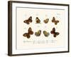 Butterflies, 1783-1806-null-Framed Giclee Print