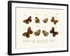 Butterflies, 1783-1806-null-Framed Giclee Print