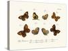 Butterflies, 1783-1806-null-Stretched Canvas