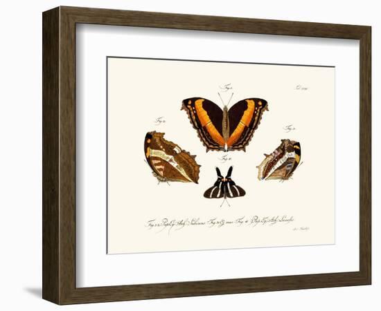 Butterflies, 1783-1806-null-Framed Giclee Print