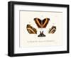 Butterflies, 1783-1806-null-Framed Giclee Print