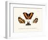 Butterflies, 1783-1806-null-Framed Giclee Print