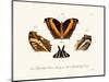 Butterflies, 1783-1806-null-Mounted Giclee Print