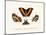 Butterflies, 1783-1806-null-Mounted Giclee Print