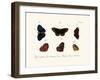 Butterflies, 1783-1806-null-Framed Giclee Print