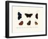 Butterflies, 1783-1806-null-Framed Giclee Print