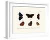 Butterflies, 1783-1806-null-Framed Giclee Print