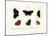 Butterflies, 1783-1806-null-Mounted Giclee Print