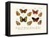 Butterflies, 1783-1806-null-Framed Stretched Canvas