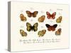 Butterflies, 1783-1806-null-Stretched Canvas