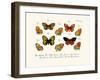 Butterflies, 1783-1806-null-Framed Giclee Print