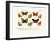 Butterflies, 1783-1806-null-Framed Giclee Print