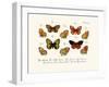 Butterflies, 1783-1806-null-Framed Giclee Print