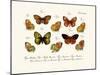 Butterflies, 1783-1806-null-Mounted Giclee Print