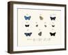 Butterflies, 1783-1806-null-Framed Giclee Print