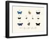 Butterflies, 1783-1806-null-Framed Giclee Print