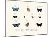 Butterflies, 1783-1806-null-Mounted Giclee Print