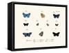 Butterflies, 1783-1806-null-Framed Stretched Canvas