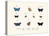 Butterflies, 1783-1806-null-Stretched Canvas