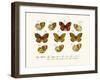 Butterflies, 1783-1806-null-Framed Giclee Print