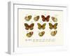 Butterflies, 1783-1806-null-Framed Giclee Print