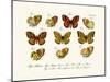 Butterflies, 1783-1806-null-Mounted Giclee Print