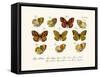 Butterflies, 1783-1806-null-Framed Stretched Canvas