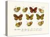Butterflies, 1783-1806-null-Stretched Canvas