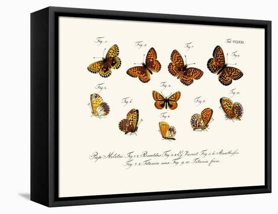 Butterflies, 1783-1806-null-Framed Stretched Canvas