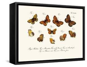 Butterflies, 1783-1806-null-Framed Stretched Canvas