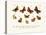 Butterflies, 1783-1806-null-Stretched Canvas