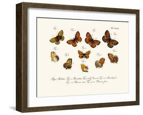 Butterflies, 1783-1806-null-Framed Giclee Print