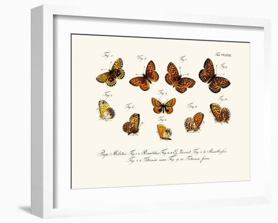 Butterflies, 1783-1806-null-Framed Giclee Print