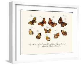 Butterflies, 1783-1806-null-Framed Giclee Print