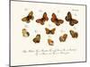 Butterflies, 1783-1806-null-Mounted Giclee Print