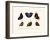 Butterflies, 1783-1806-null-Framed Giclee Print