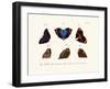 Butterflies, 1783-1806-null-Framed Giclee Print