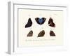 Butterflies, 1783-1806-null-Framed Giclee Print